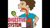 The Digestive System 