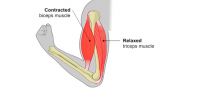 How does exercise affect our muscles?
